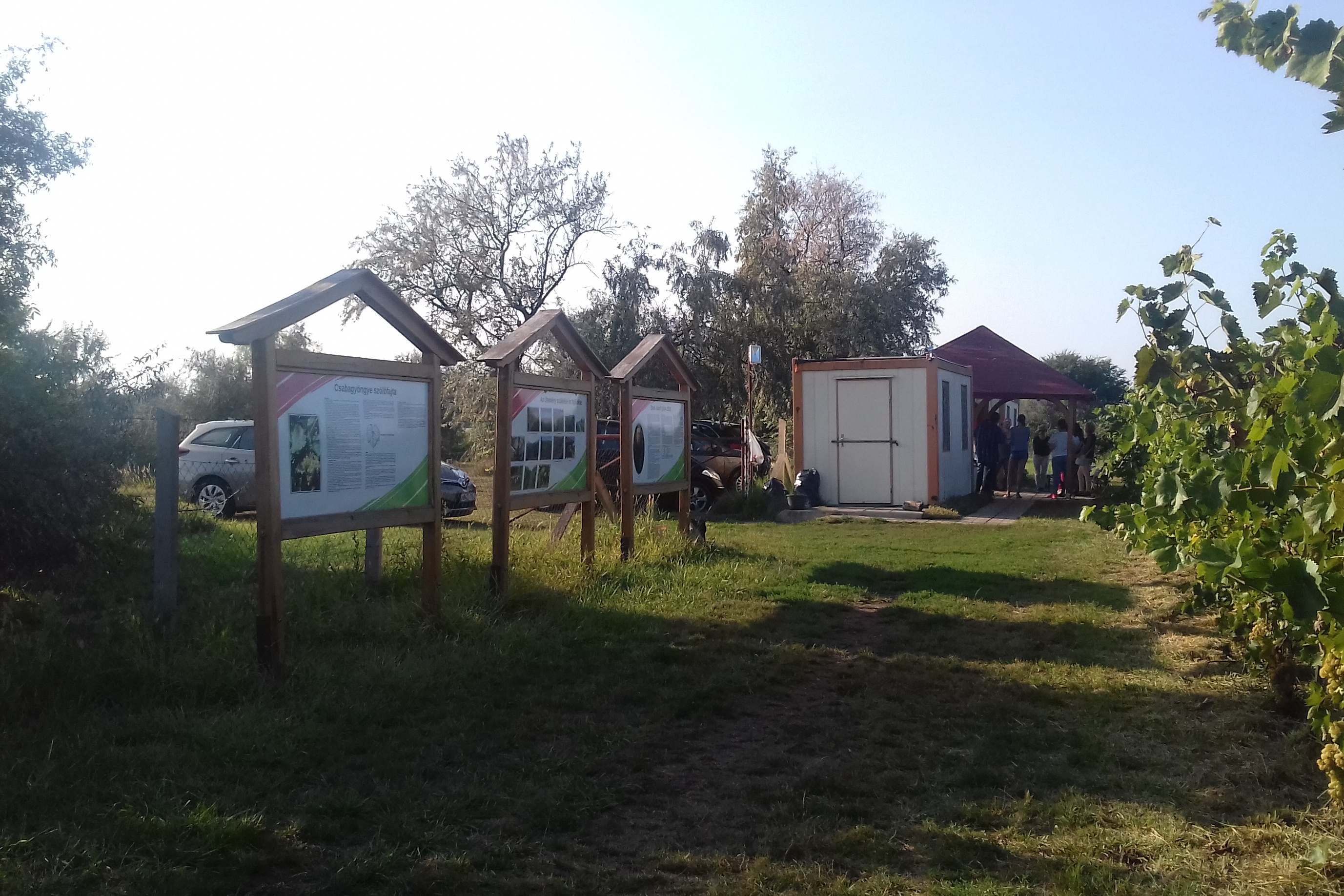 MERSZ – 20180828 – 16.30 – Közös értékeink – CSABAGYÖNGYE-ÜLTETVÉNY – 13